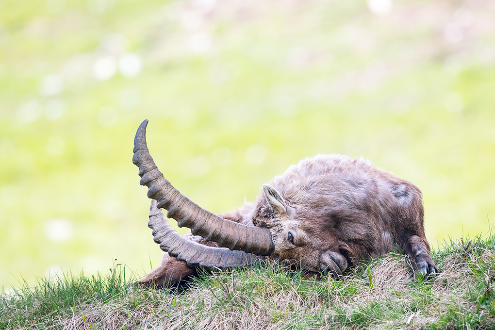 Ein imposanter Alpensteinbock liegt entspannt im Gras und kratzt sich mit seinem mächtigen Horn am Rücken.