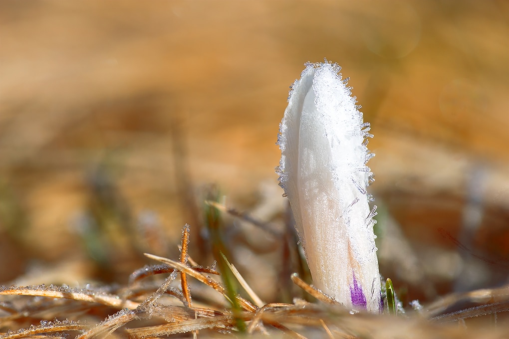 Fotograf Roland Hemmi in Tarnkleidung mit professionellem Teleobjektiv, konzentriert beim Fotografieren in der freien Natur.