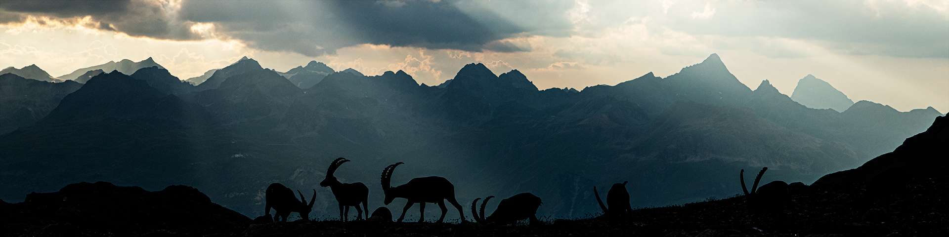 Eine Gruppe von Steinböcken auf einem nassen Felsgrat im Engadin nach einem Gewitter, fotografiert während einer Fotoreise von hemmi.photo. Fine Art Photography