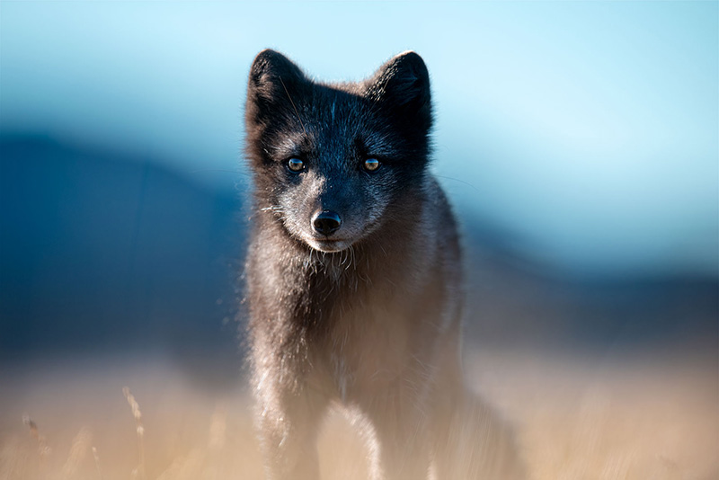 Künstlerisches Porträt eines Polarfuchses (Blue Morph) im warmen Gegenlicht der Arktis, fotografiert auf einer Fotoreise von hemmi.photo.