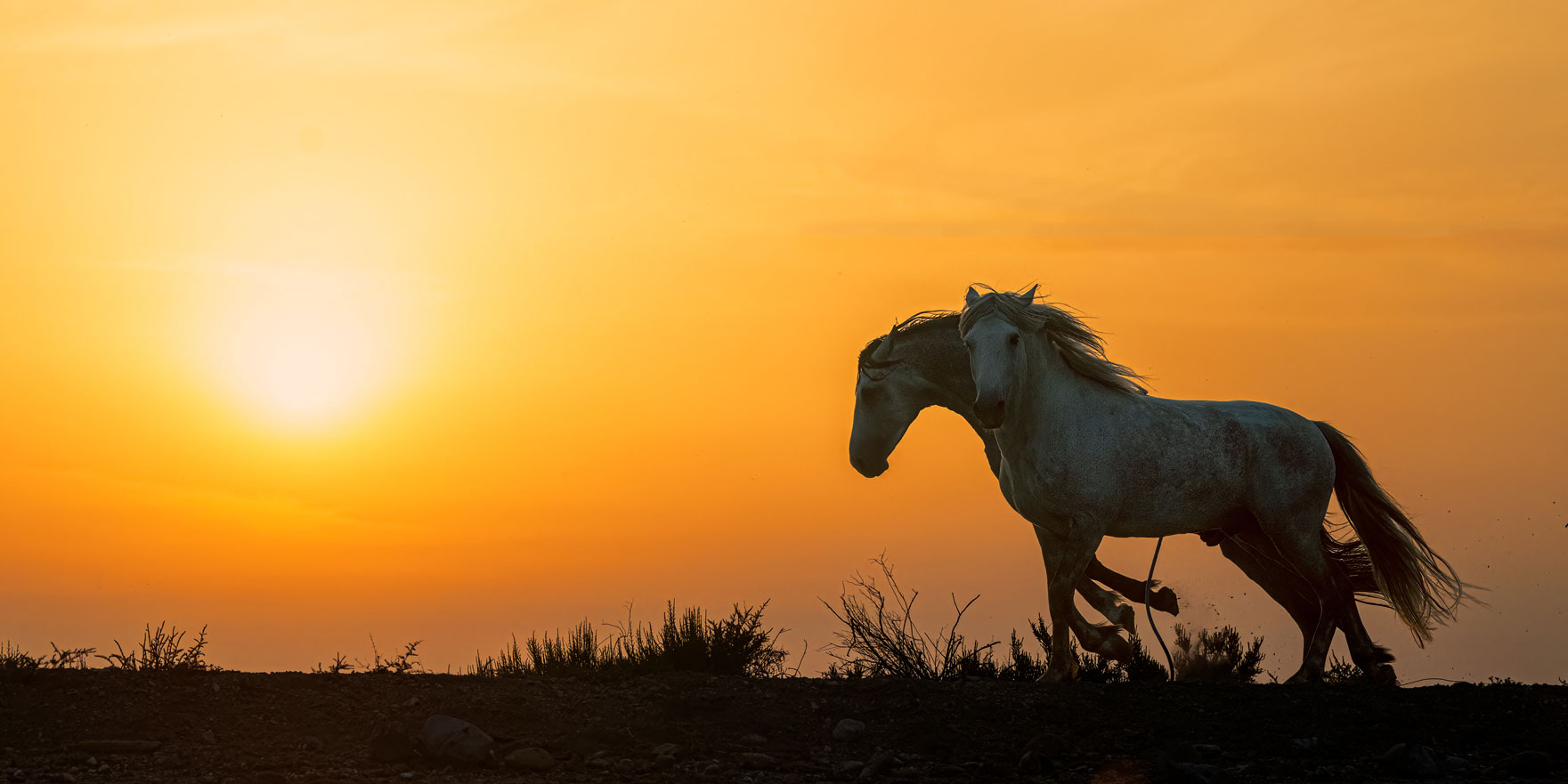 Weisse Camargue Pferde galoppieren durch das Wasser bei Sonnenaufgang