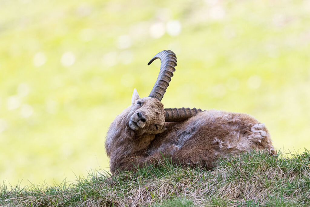Ein ausgewachsener Alpensteinbock liegt entspannt in einer grünen Bergwiese im Engadin und kratzt sich mit dem Horn.