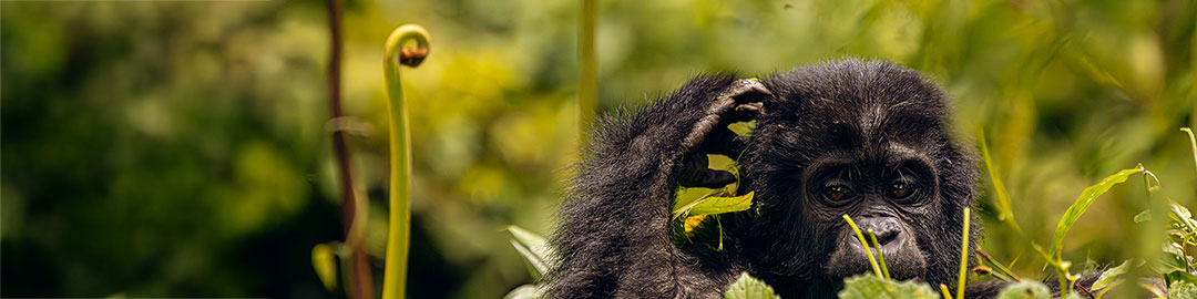 A young mountain gorilla sitting upright on a thick, moss-covered tree branch in the dense green rainforest.