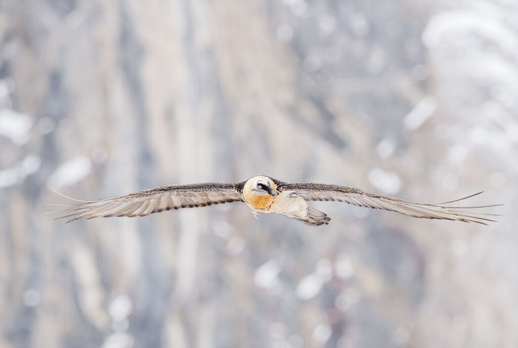 Ein majestätischer Bartgeier im majestätischen Gleitflug direkt auf den Betrachter zu, vor einer steilen, leicht verschneiten Felswand in den Schweizer Alpen.