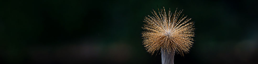 Minimalist panoramic close-up of the golden, starburst-like feather crest of a Grey Crowned Crane against a dark, moody blurred background.