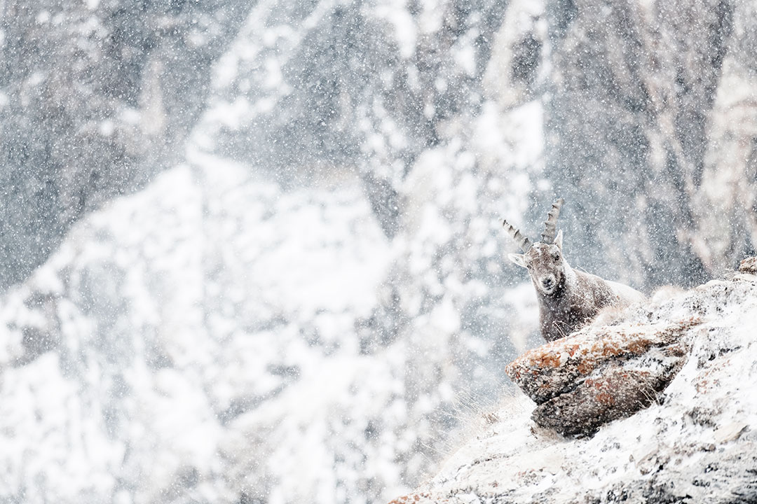 Ein majestätischer Alpensteinbock steht auf einem verschneiten Felsen während eines dichten Schneesturms im Winter in den Schweizer Alpen.