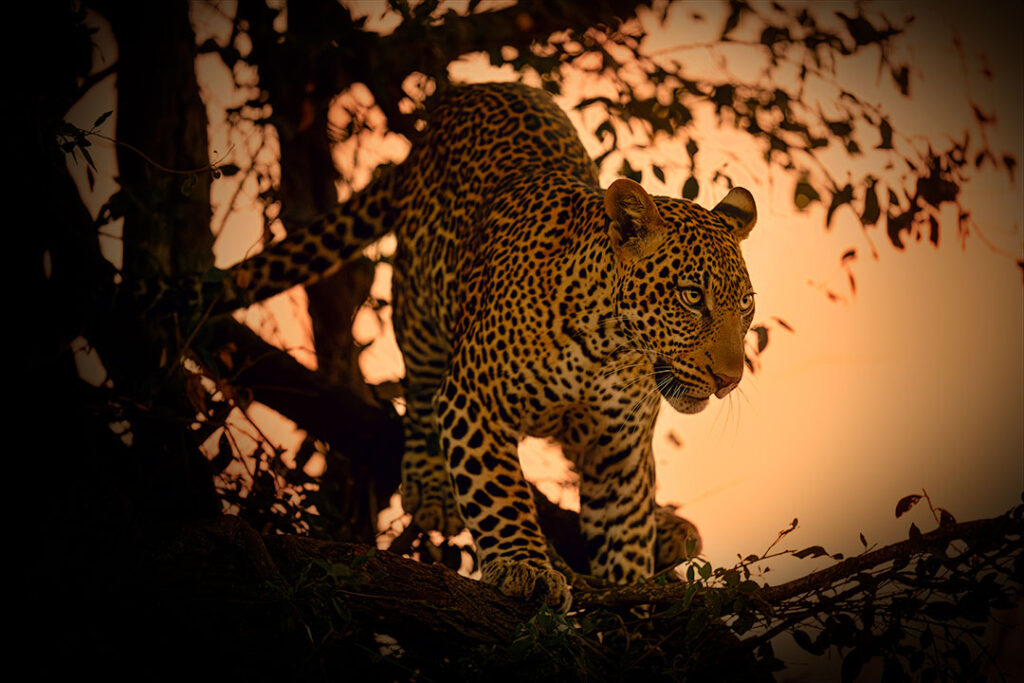 A powerful African leopard moving through thick tree branches at sunset, illuminated by a warm orange golden hour glow.