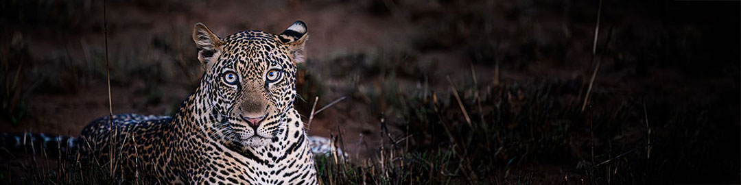 Nahaufnahme eines Leoparden, der nachts im dichten Gras liegt und mit intensiv leuchtenden Augen direkt in die Kamera blickt. Die Raubkatze zeigt ein ausgeprägtes Fleckenmuster (Rosetten) vor einem dunklen, stimmungsvollen Hintergrund in der afrikanischen Wildnis.