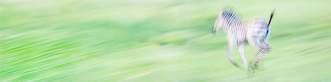 An artistic, high-speed motion blur photograph of a young zebra foal running across a bright green field, creating a dynamic sense of movement.