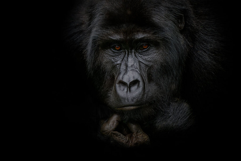 Low-Key-Porträt eines Berggorillas vor schwarzem Hintergrund, fotografiert in Uganda
