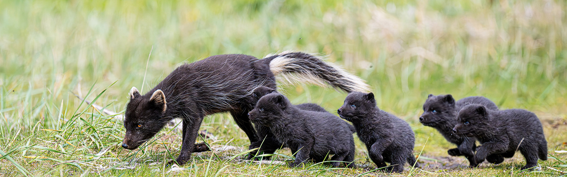 Ein breites Panorama-Foto einer dunkelbraunen Polarfuchs-Mutter mit buschigem, hell gesträhntem Schwanz, der vier kleine, dunkelgraue Welpen in einer Reihe durch eine grüne Wiese folgen.