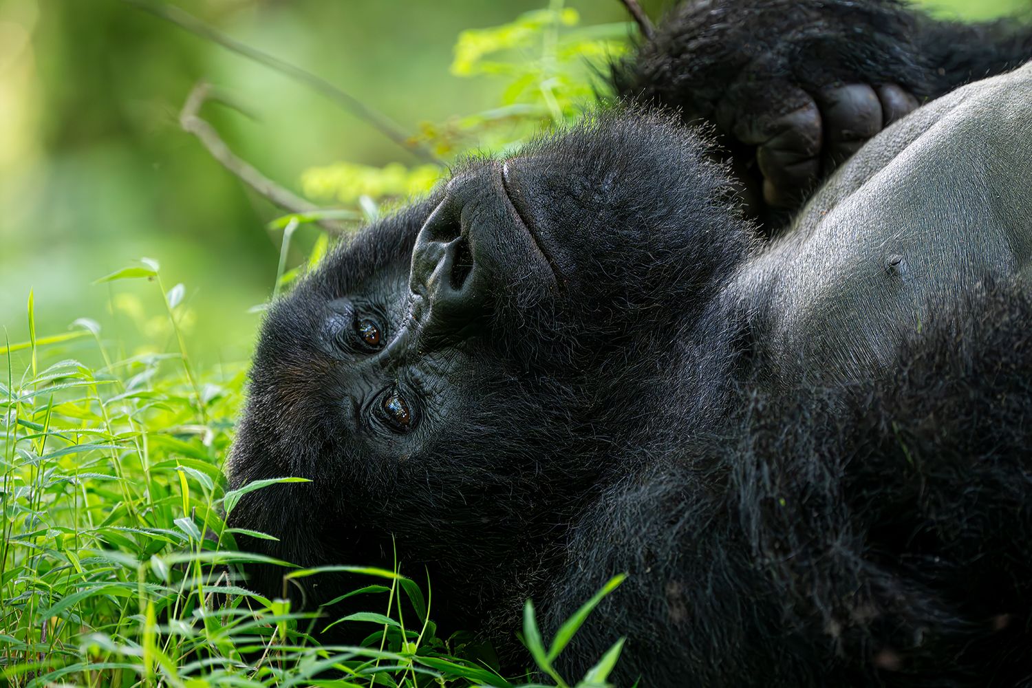 Uganda Bildervortrag – Gorillas und Safari – Bild 7