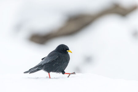 Kontraste im Hochgebirge: Eine Alpendohle schreitet elegant durch den frisch gefallenen Pulverschnee. Eine Alpendohle mit glänzend schwarzem Gefieder, gelbem Schnabel und roten Beinen läuft stolz über eine weisse Schneedecke in der Schweiz.