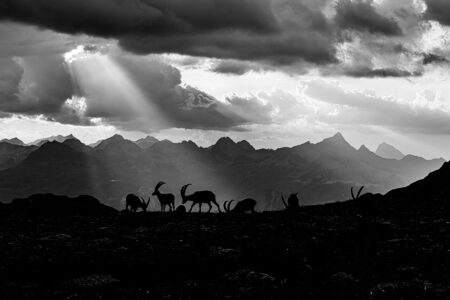 Mystisches Engadin: Steinbock-Silhouetten unter einem spektakulären Wolkenhimmel im Gegenlicht. Eine Herde von Alpensteinböcken als dunkle Silhouette vor einer dramatischen Bergkulisse in Schwarz-Weiß, während Sonnenstrahlen durch die Wolken brechen.