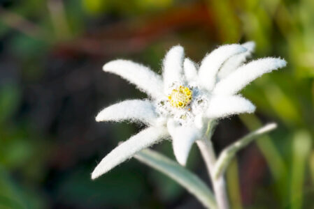 Das Edelweiss Makroaufnahme einer einzelnen Edelweiß-Blüte mit charakteristischen, weiß-wolligen Scheinblütenblättern und gelber Mitte vor einem unscharfen, grün-braunen Hintergrund