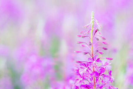 Leuchtendes Weidenröschen (Fireweed) inmitten eines sommerlichen Blütenmeers. Vertikale Blütenkerze einer schmalblättrigen Weidenröschen-Pflanze mit pinken Blüten vor einem komplett verschwommenen, violett-rosa Hintergrund.