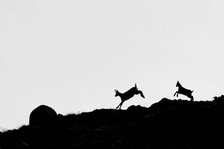 Eleganz der Alpen: Zwei Gemsen überwinden im majestätischen Sprung einen steilen Grat. Die dunklen Silhouetten zweier Gemsen, die in den Schweizer Alpen im dynamischen Sprung über einen felsigen Bergrat vor hellem Himmel zu sehen sind.