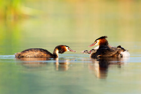 Brutpflege im Oberengadin: Ein Haubentaucher übergibt Nahrung an sein Küken, das gut geschützt auf dem Rücken des Partners sitzt. Zwei Haubentaucher auf dem ruhig spiegelnden Silsersee im Engadin, während ein Altvogel das frisch geschlüpfte, gestreifte Küken auf dem Rücken des Partners füttert.
