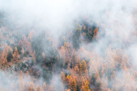 Mystischer Herbst: Dichter Bergnebel zieht durch die farbenfrohen Lärchenwälder der Schweizer Alpen. Ein herbstlich verfärbter Berghang in der Schweiz mit goldgelben Lärchen und grünen Nadelbäumen, der teilweise von dichten, weissen Nebelschwaden verhüllt wird.