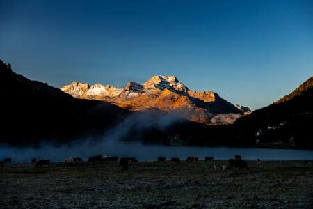 Alpine Idylle bei Sonnenaufgang: Nebelschwaden über dem Silsersee vor der golden leuchtenden Bergkulisse von Maloja. Eine Herde Kühe weidet am nebligen Ufer des Silsersees bei Maloja im Engadin, während im Hintergrund die Berggipfel im ersten goldenen Sonnenlicht erstrahlen.