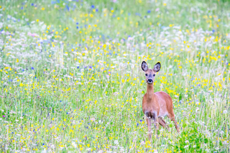 Sommerliche Idylle: Ein Reh blickt aufmerksam aus einer prachtvoll blühenden Schweizer Naturwiese. Ein wachsames Reh steht inmitten einer farbenfrohen, blühenden Sommerwiese mit gelben und weissen Wildblumen in der Schweiz.