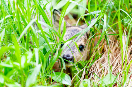 Schutz durch Tarnung: Ein neugeborenes Rehkitz wartet gut versteckt in einer ungemähten Frühlingswiese. Ein junges Rehkitz liegt gut getarnt und zusammengeduckt im hohen, saftig grünen Gras einer Schweizer Wiese im Frühling.