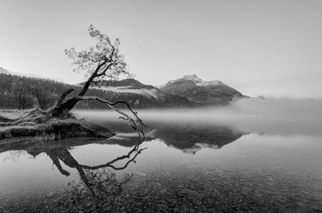 Melancholie am Bergufer: Ein bizarrer Baum und dichter Nebel prägen den Morgen im Engadin. Ein knorriger, alter Baum am Ufer des Silsersees in der Schweiz spiegelt sich perfekt im klaren Wasser, während Morgennebel die Alpenlandschaft in Schwarz-Weiss einhüllt.