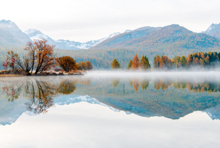 Goldener Herbst in Graubünden: Mystische Nebelschwaden spiegeln sich zusammen mit farbigen Lärchenwäldern im Silsersee. Eine farbenfrohe Herbstlandschaft am Silsersee im Engadin mit goldgelben Lärchen, dichtem Morgennebel über dem Wasser und einer perfekten Spiegelung der Schweizer Alpen.