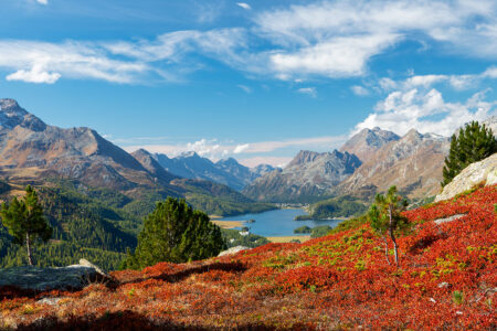 Farbenpracht in Graubünden: Ein weiter Blick über die herbstliche Berglandschaft auf den tiefblauen Silsersee. Blick von einem Berghang mit leuchtend roter herbstlicher Vegetation auf den tiefblauen Silsersee im Engadin, umgeben von Bergen unter blauem Himmel.