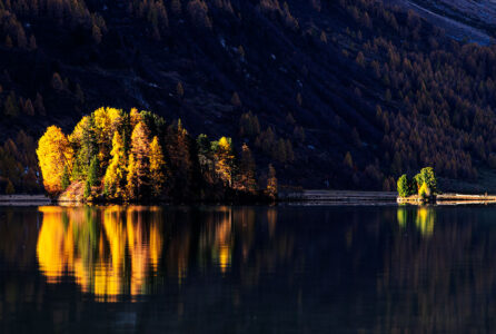 Lichtspiel im Oberengadin: Die goldene Herbstfärbung der Insel Chaviolas auf dem spiegelglatten Silsersee. Die bewaldete Insel Chaviolas im Silsersee mit leuchtend gelben Lärchen, die sich im dunklen Wasser vor einem schattigen Berghang spiegelt.