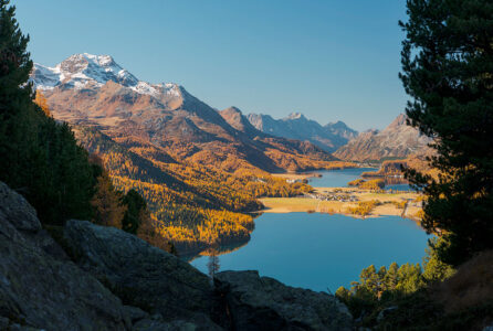 Goldener Herbst im Hochtal: Die malerische Aussicht auf den Silsersee und den Silvaplanersee in Graubünden. Blick von einem felsigen Hang auf den tiefblauen Silsersee und Silvaplanersee im Engadin, umgeben von goldgelben Lärchenwäldern und schneebedeckten Schweizer Alpengipfeln im Herbst.